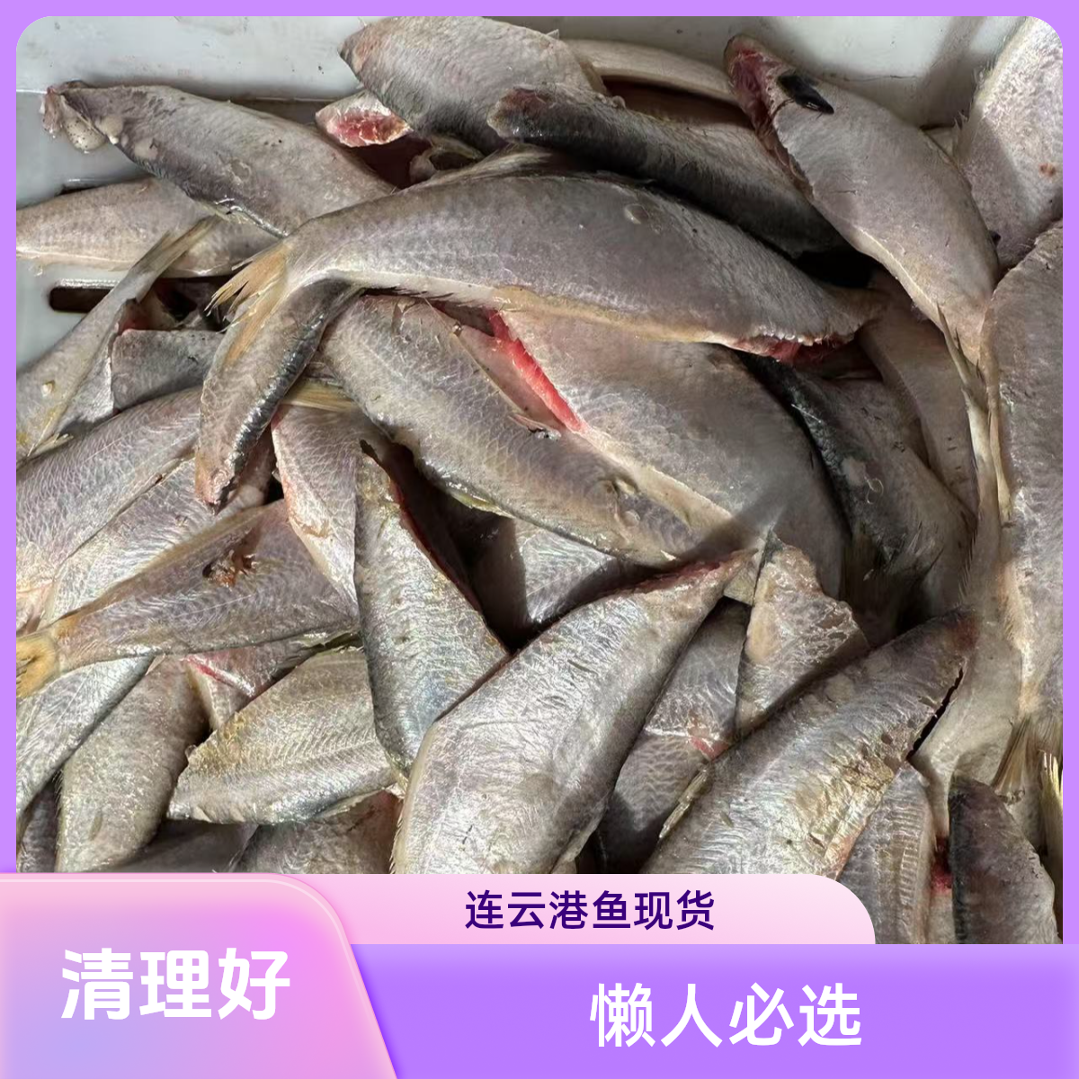 连云港发货  新鲜海捕马口鱼/油扣/黄鲫鱼 去头去内脏大小通货6斤