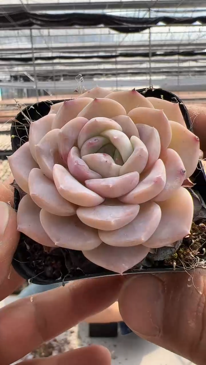 【闪购商品】新款多肉-115