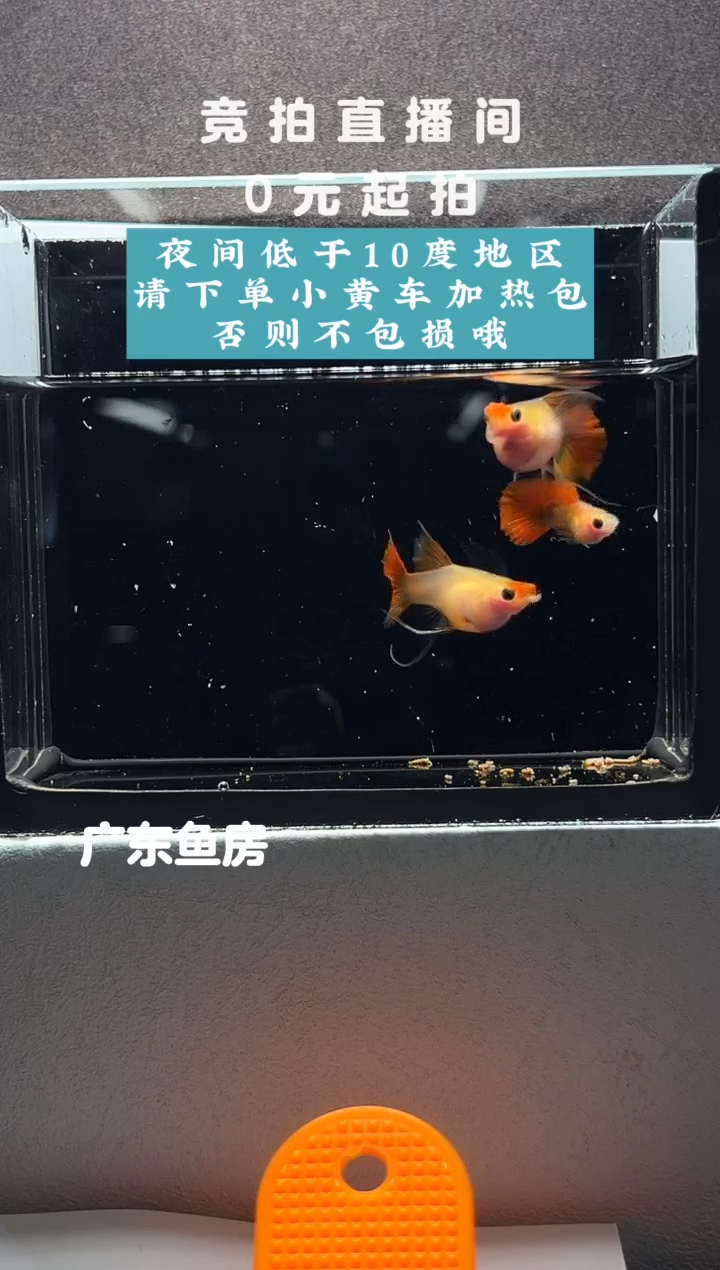 孔雀鱼玻璃猫串串三只编号58