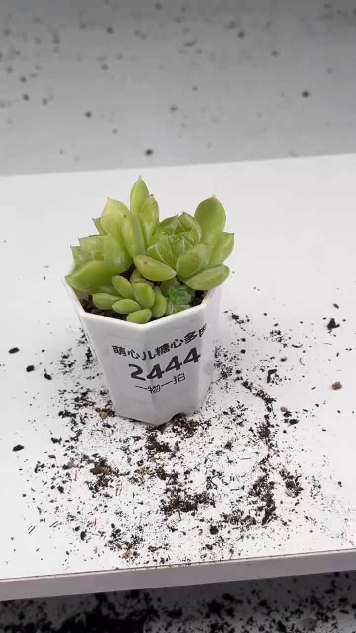 2444 隐藏多肉植物