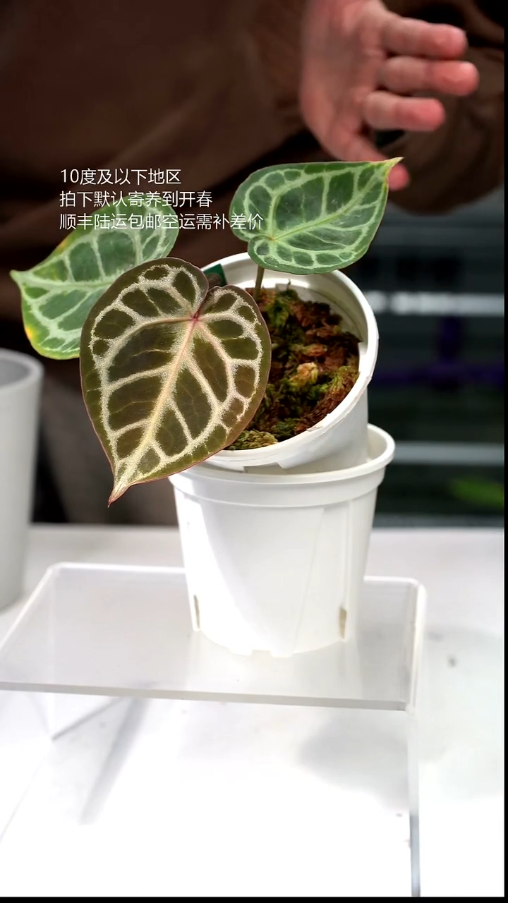 完全开放027-HU家红虎