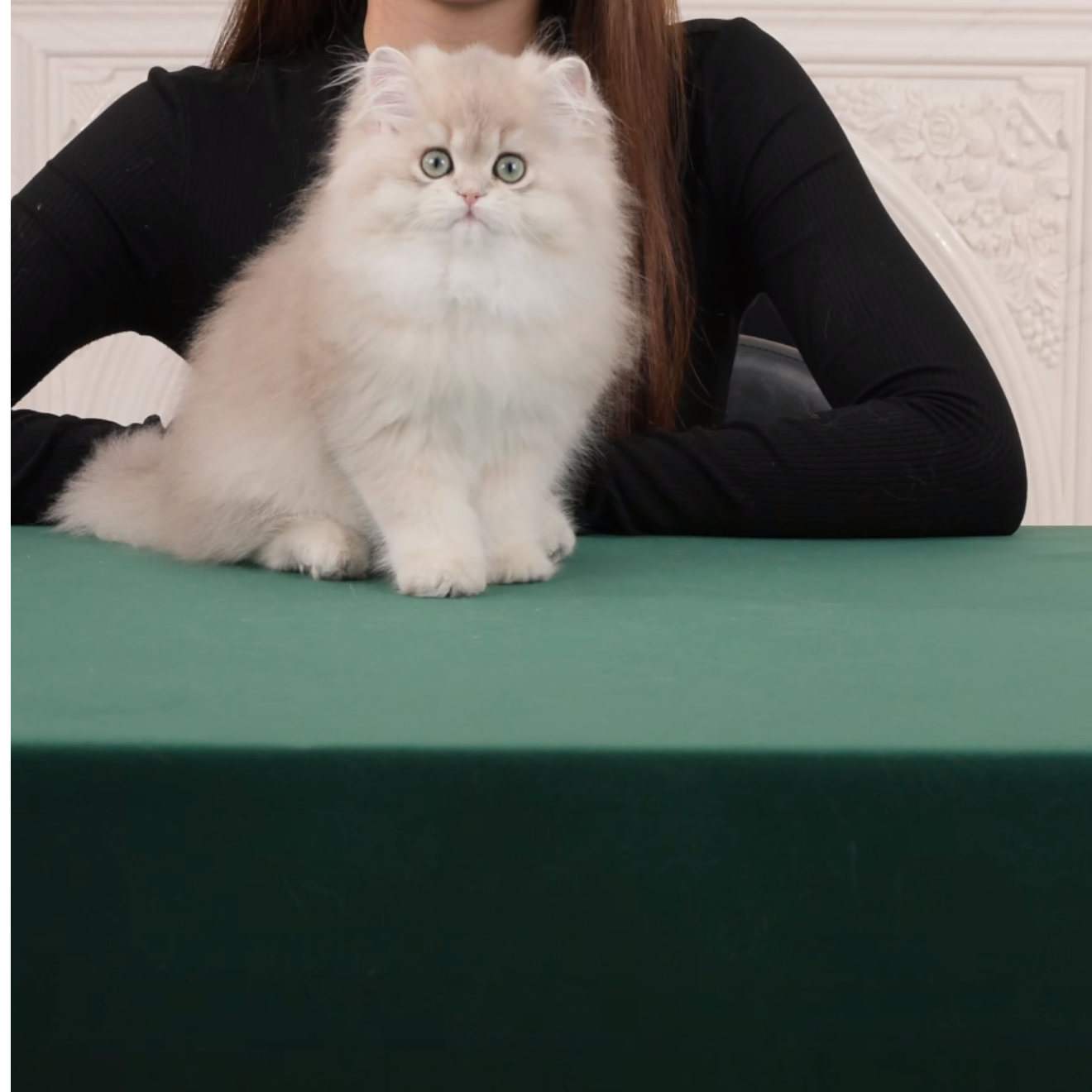 妞妞--蓝金长毛妹妹猫咪活体【灵犀】