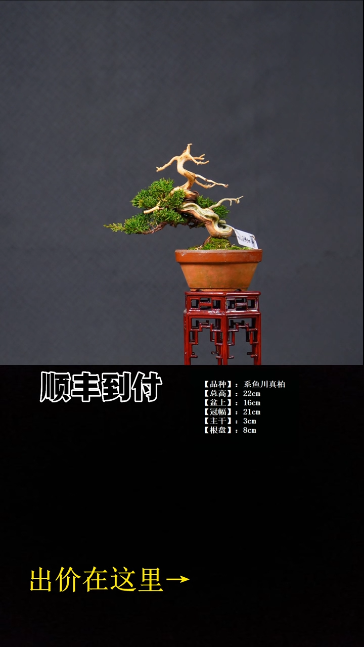 无花朵系鱼川真柏 不包邮