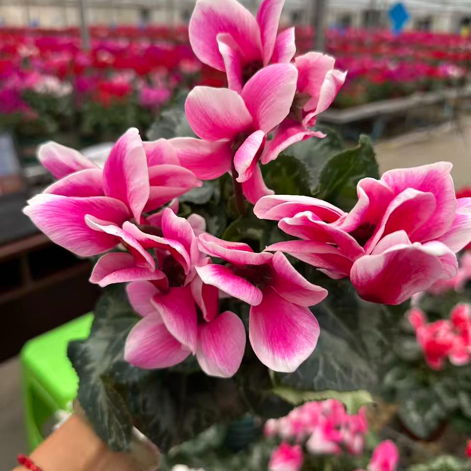 花购   仙客来  (梦幻海棠红色）