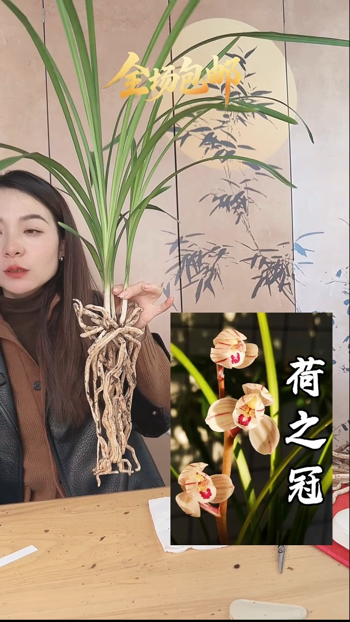 当前无花栽培后可以开花：荷之冠