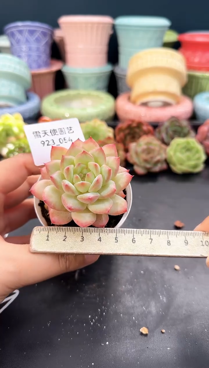 923-054青山（冠幅5cm）