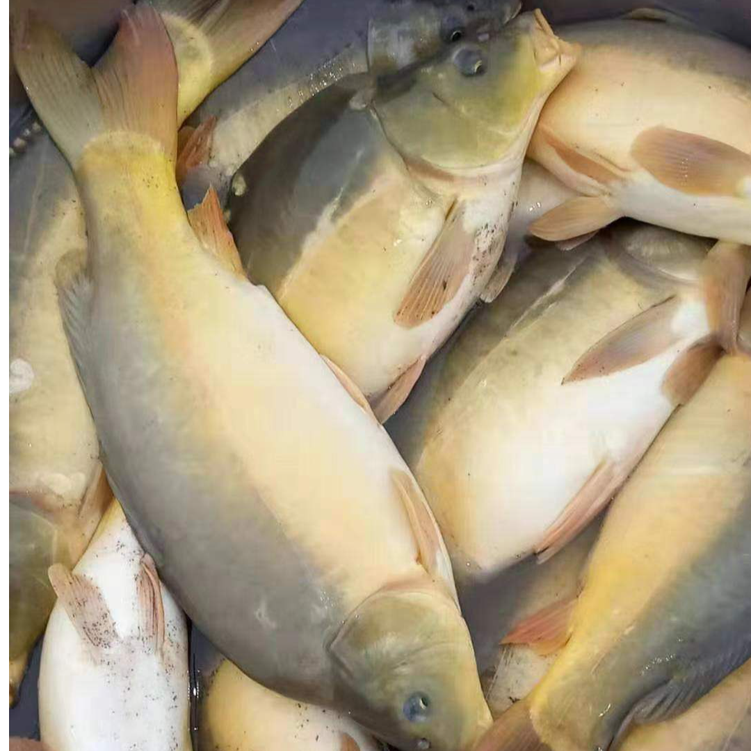 现捞现发四川裸鲤鱼  观赏水族淡水饲养