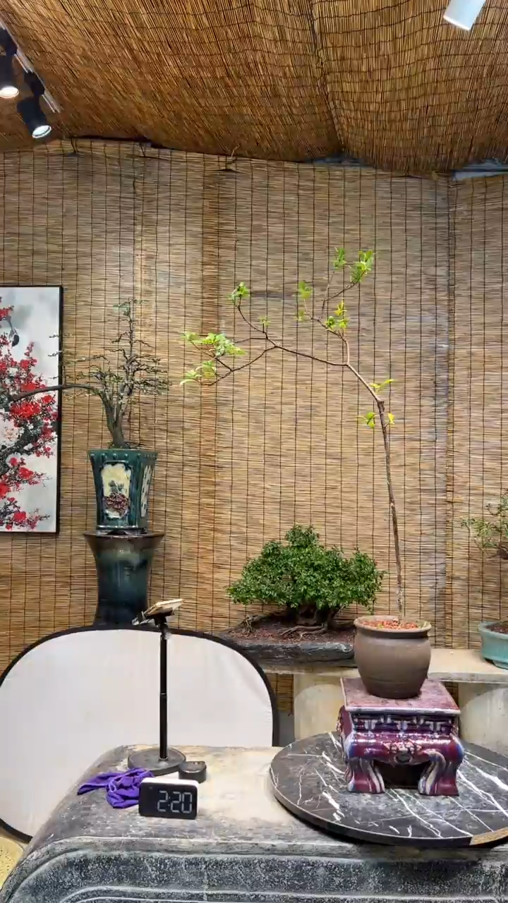 【闪购商品】春花盆景