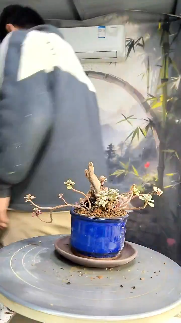 V*中青园艺一物一拍269