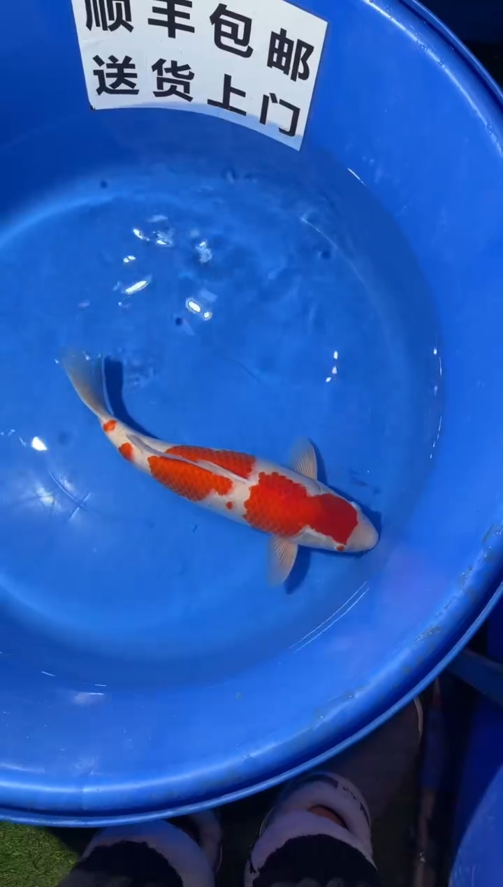 锦鲤精品锦鲤一尾