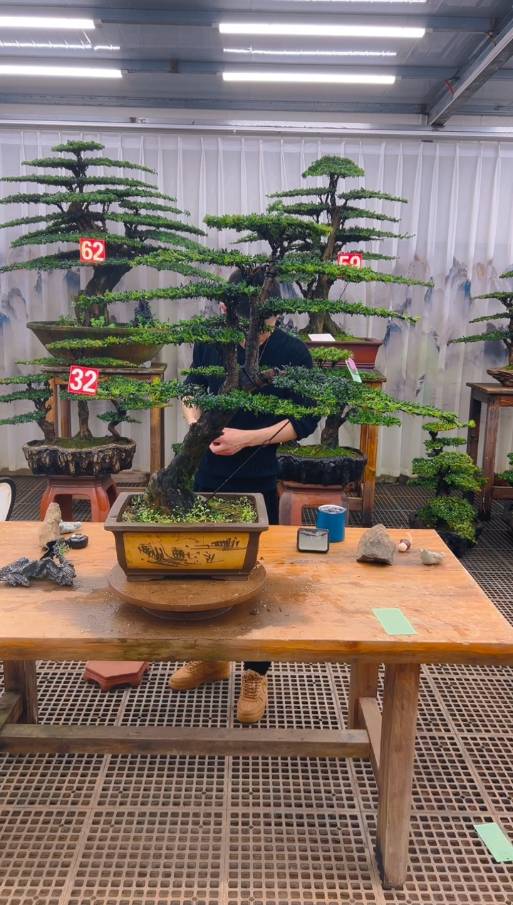 无花朵晴***?精品盆景直播间一物一拍