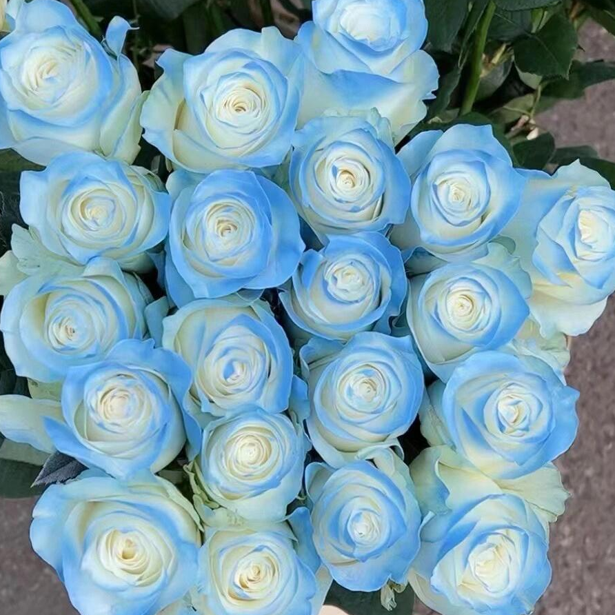 【买一送一】C级碎冰蓝玫瑰10支（喷色玫瑰）   鲜花基地直发