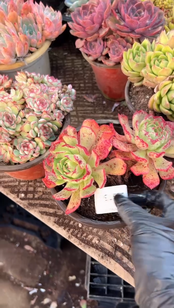 黄****旧多肉植物一物一拍30313