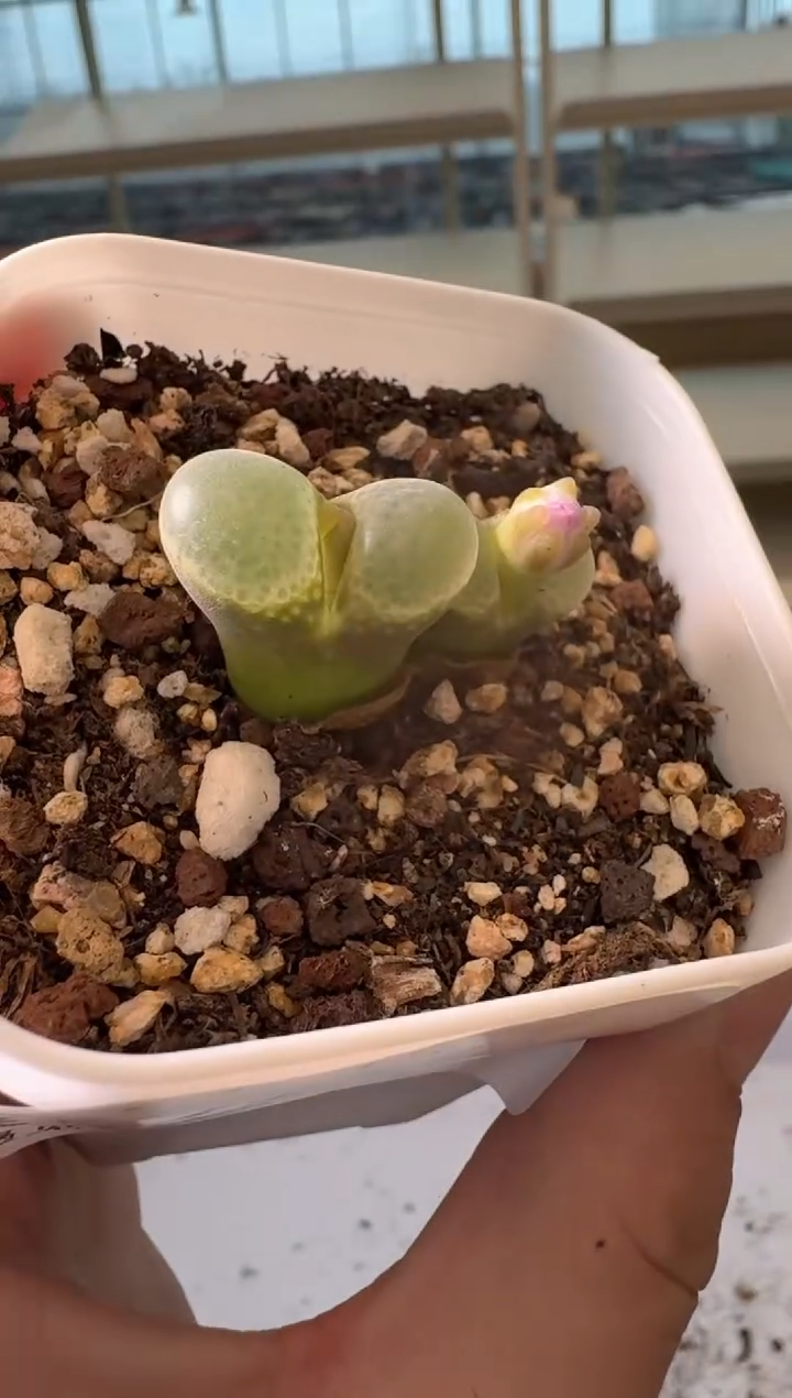 24-48多肉植物肉锥
