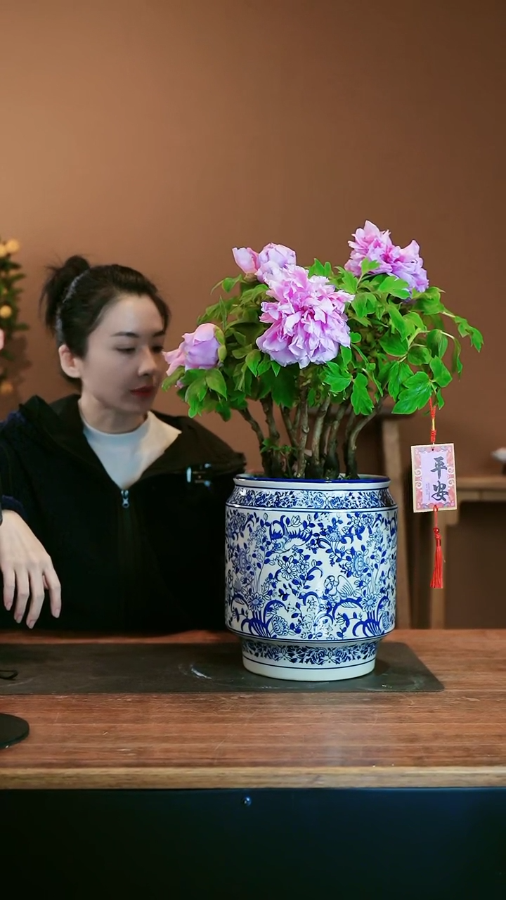 【闪购商品】盆景杜鹃花
