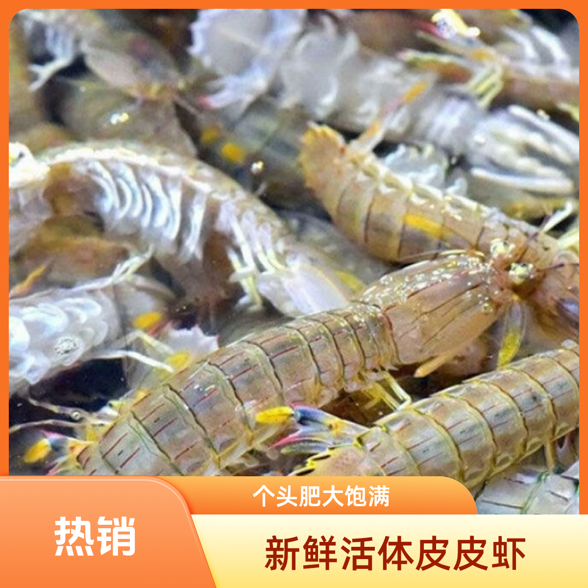 皮皮虾鲜活发货多斤数可选 保鲜不保活一斤20-30条左右
