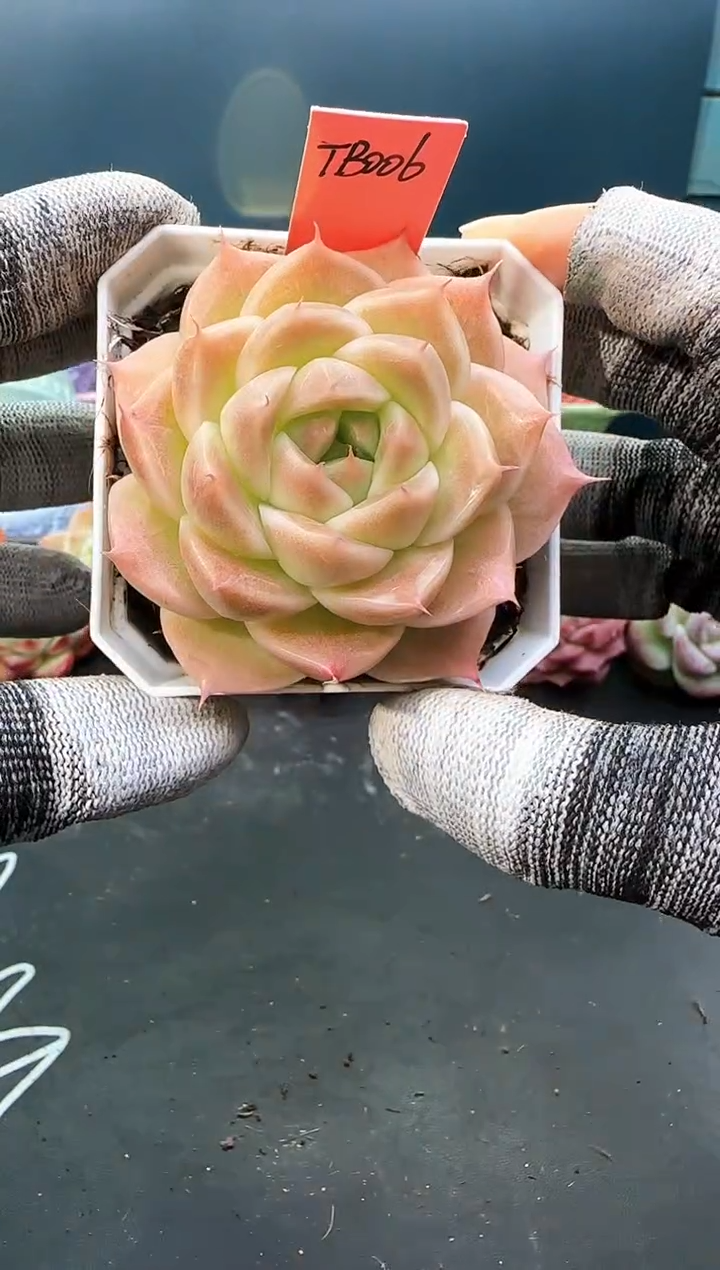 2 753 tb006   （冠幅 6.5 cm）