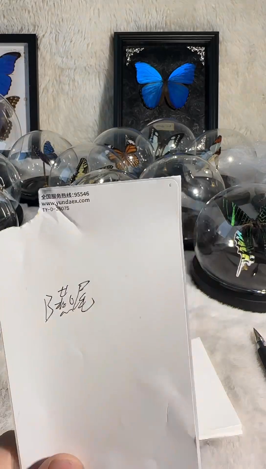 水晶球燕尾蝶真实蝴蝶