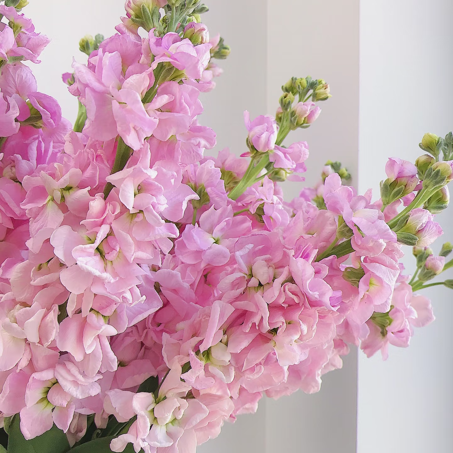 紫罗兰盆栽花卉适合庭院阳台新手易养护