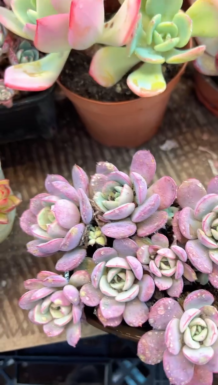 花***宿阿迷洲多肉花卉28380