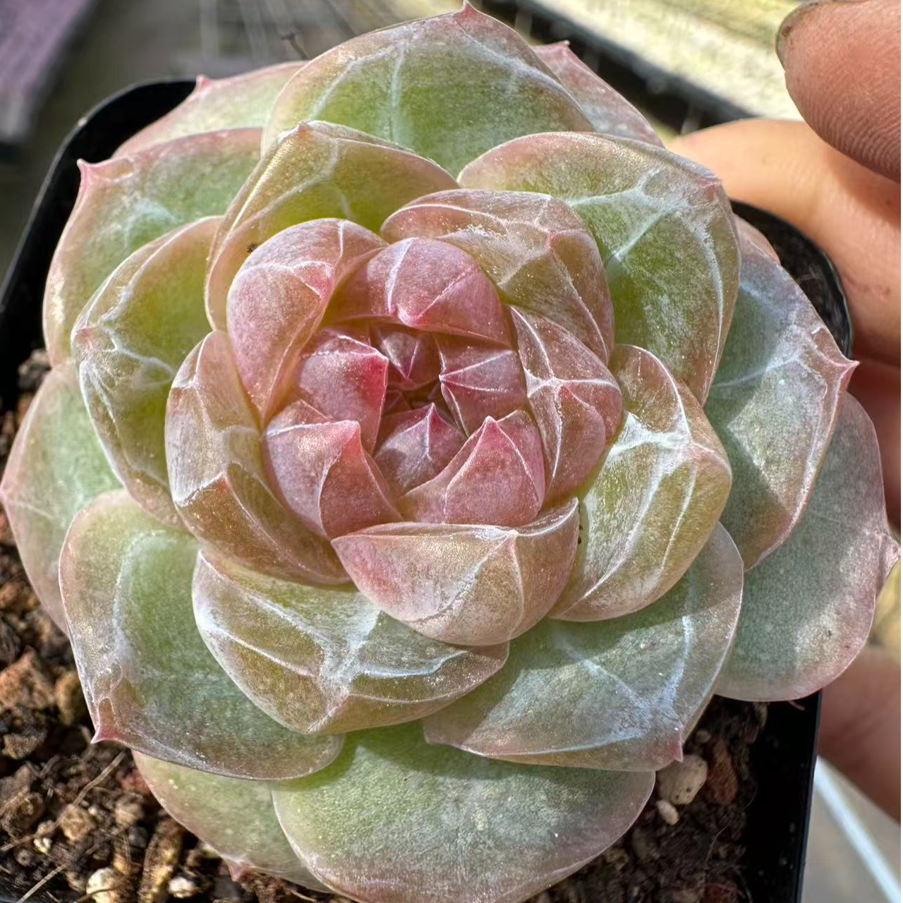 7#花好月圆多肉植物  前男友精品多肉 SM1363