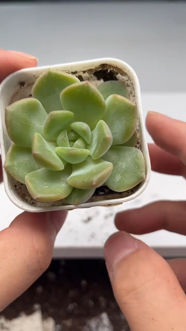 2566 甜心t多肉植物