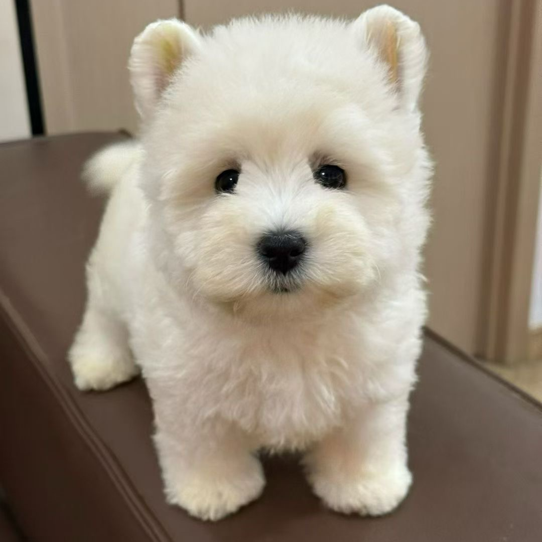 西高地活体狗狗链接