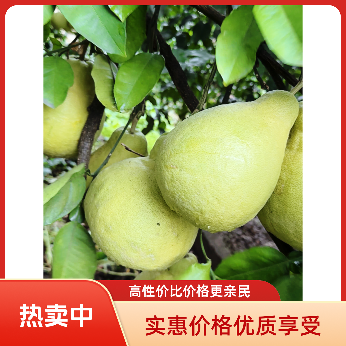 【长寿沙田柚-大果4个装】正宗重庆长寿柚纯甜无酸产地直发