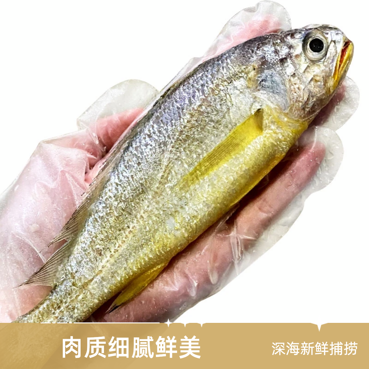 东海野生小黄鱼一斤7条以内净重3斤顺丰冷链发货黄花鱼海鲜