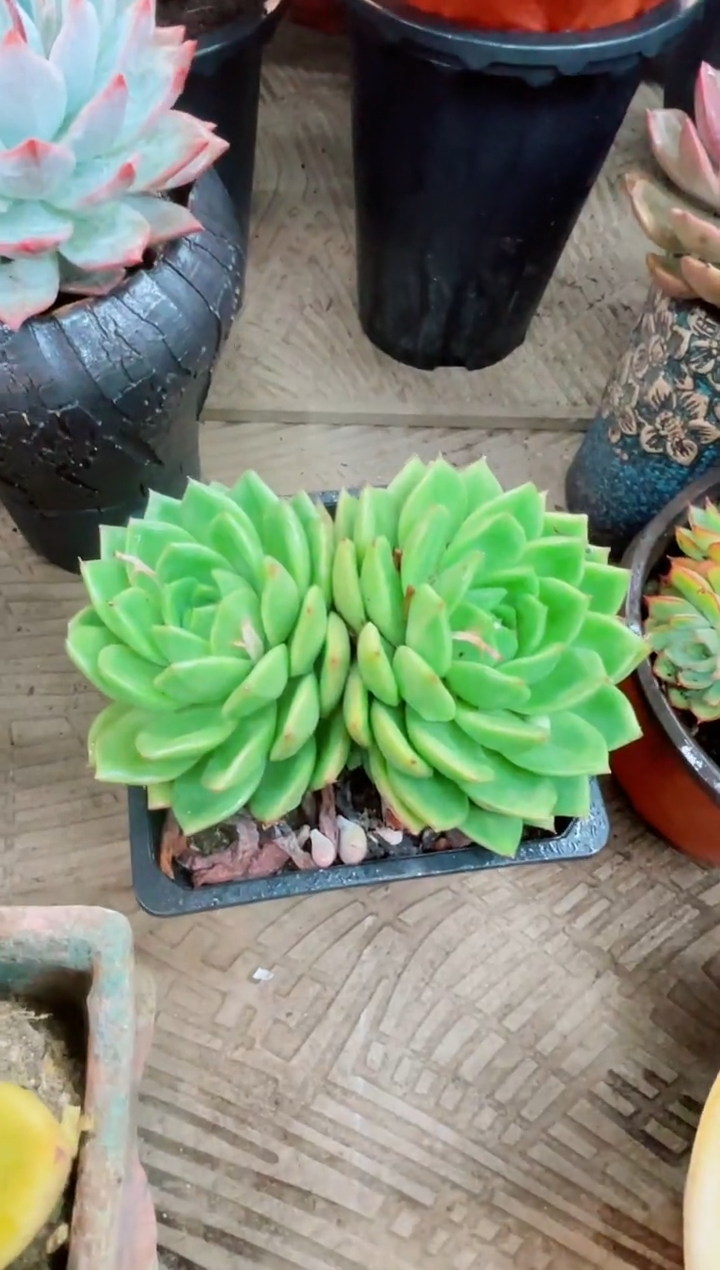 29011多肉植物一物一拍