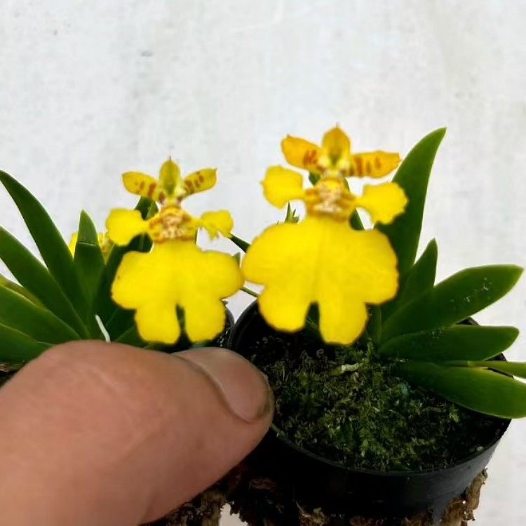 迷你扇叶文心兰成年苗室内办公室绿植花卉洋兰盆栽办公室客厅绿植