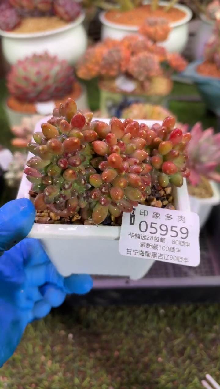 【闪购商品】05959