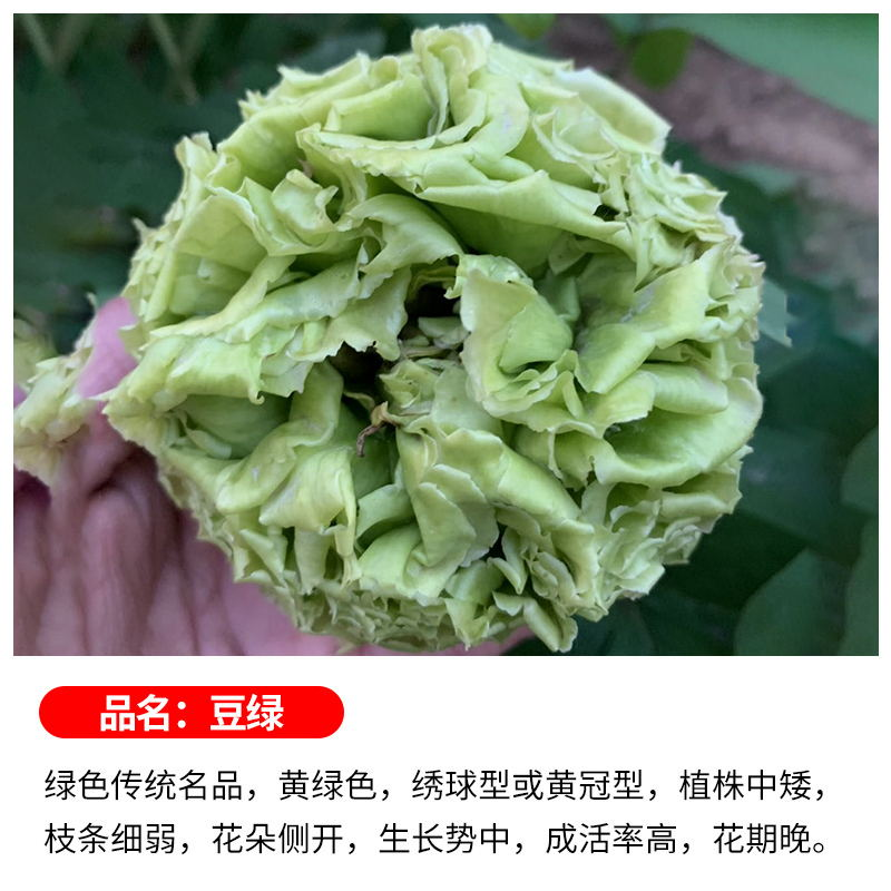 带原土球【豆绿】牡丹花树苗盆栽大苗洛阳正宗带花苞牡丹花种花卉