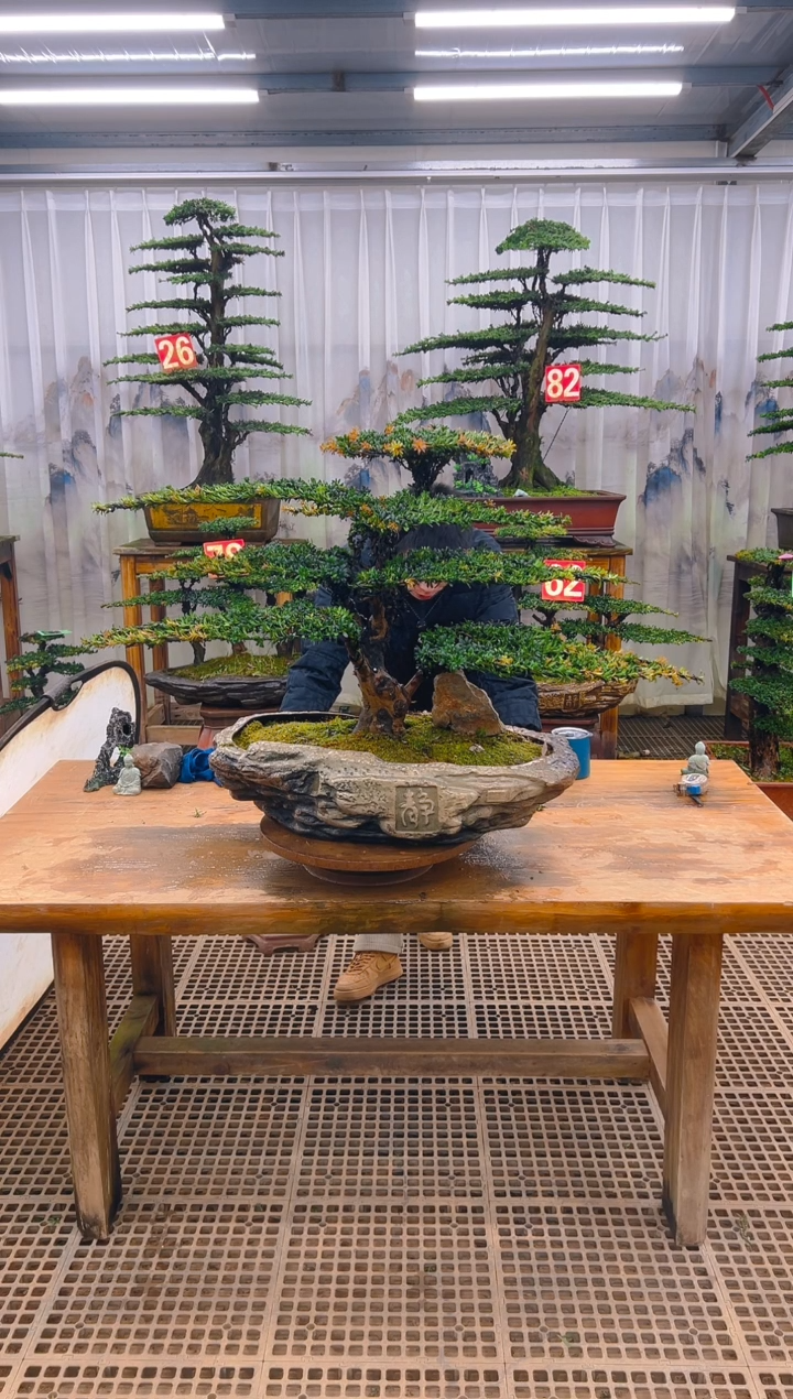 无花朵宝***8精品盆景直播间一物一拍