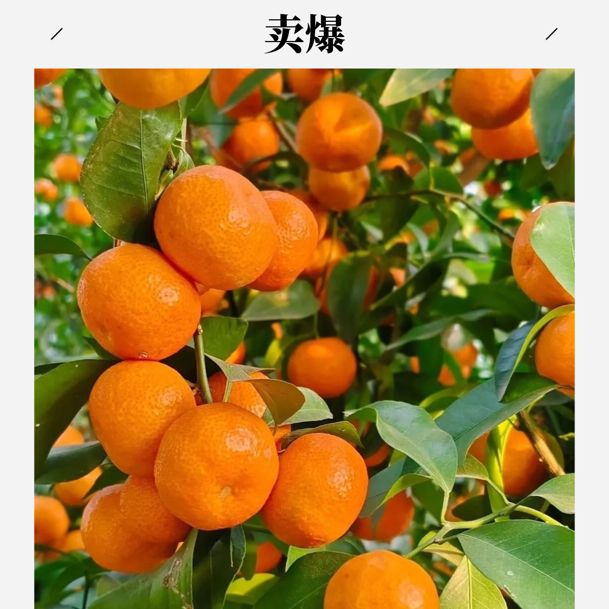 （只发新疆）砂糖橘5斤 正宗广西砂糖橘柑橘新鲜水果清甜新鲜京东快递广西壮族自治区广西壮族自治区