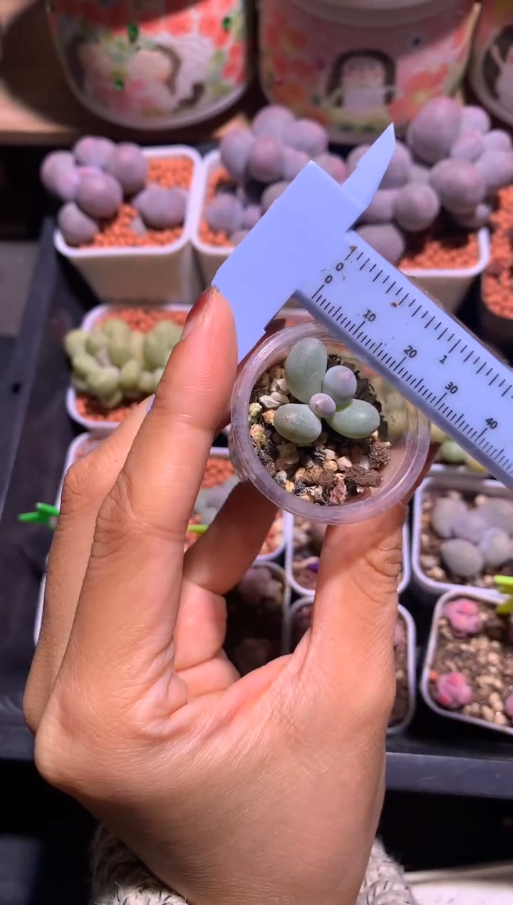 笑***鱼米可奶酪多肉，满28包邮，不满发一个叶片到付