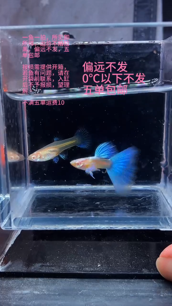 孔雀鱼孔雀鱼 01