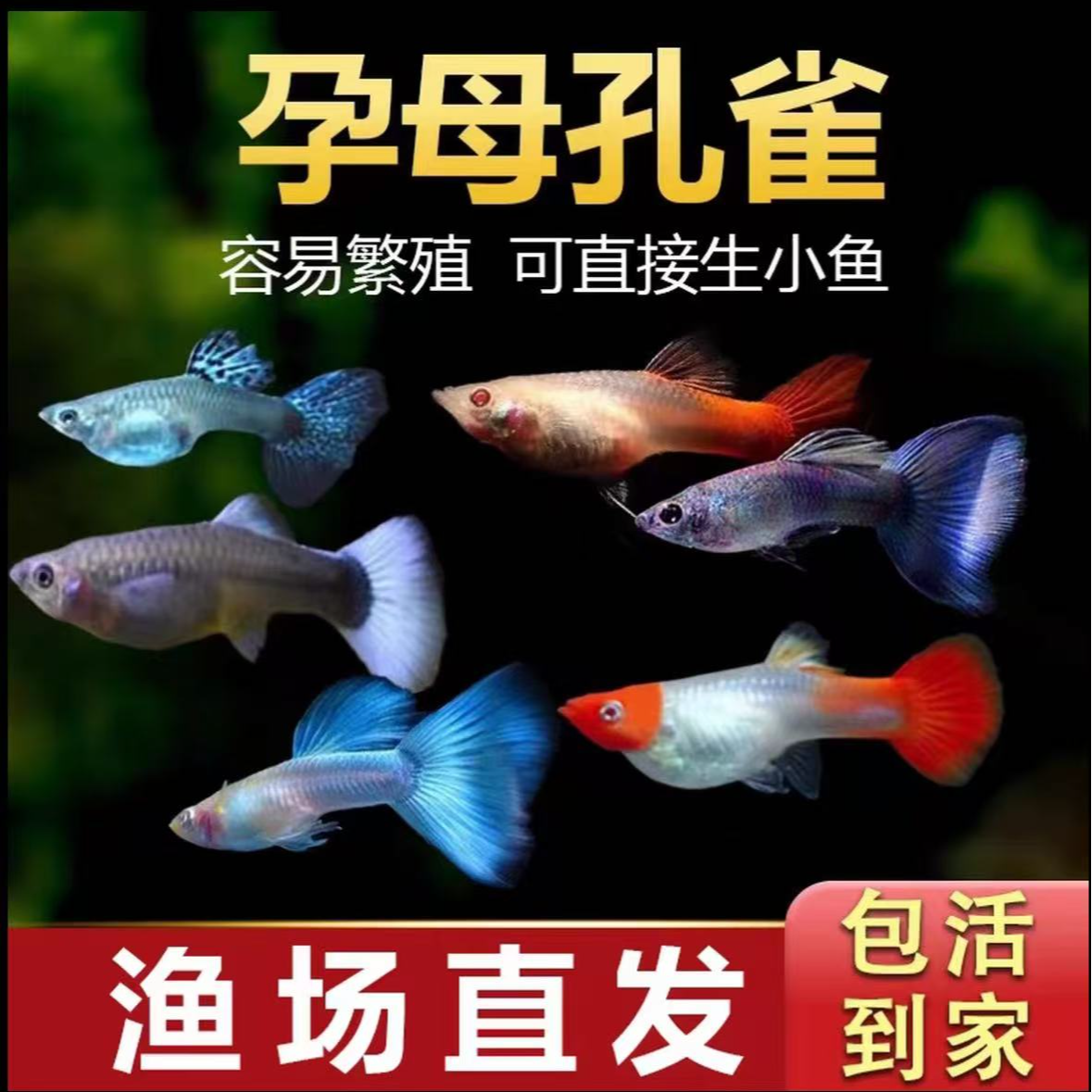 【繁殖全母鱼套餐】8条+2条备损孔雀鱼观赏鱼好看好养新手易繁殖鱼