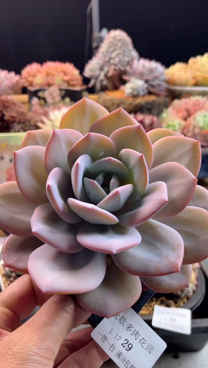 【闪购商品】1.17-29