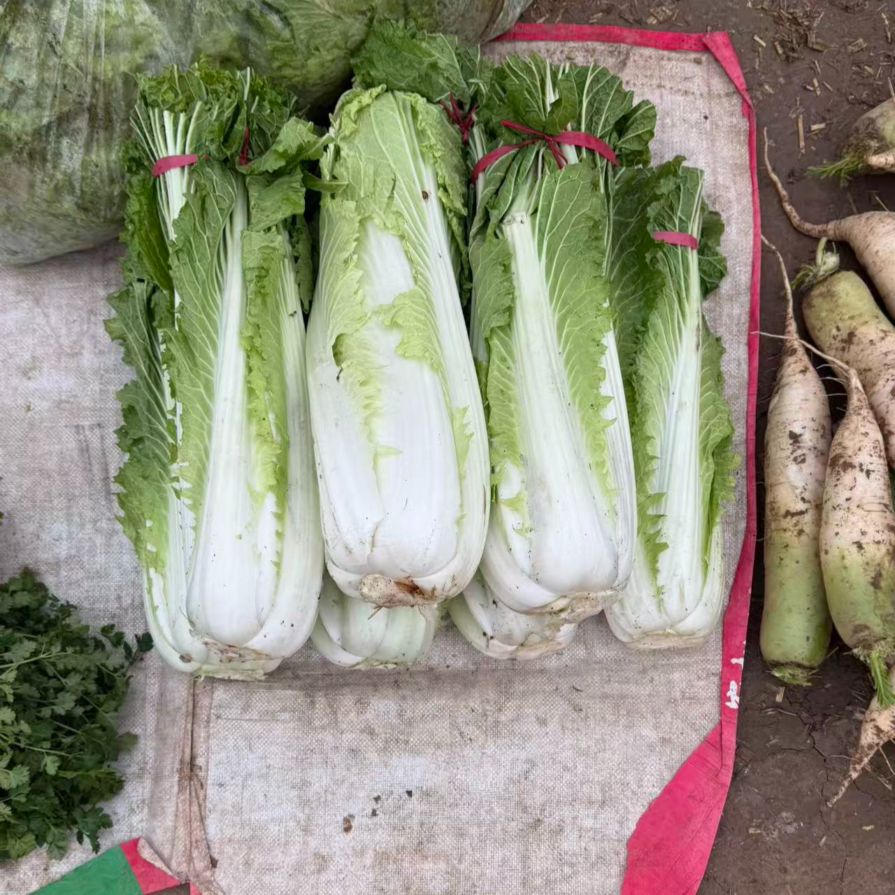 【中国供销】大白菜 农家自种L