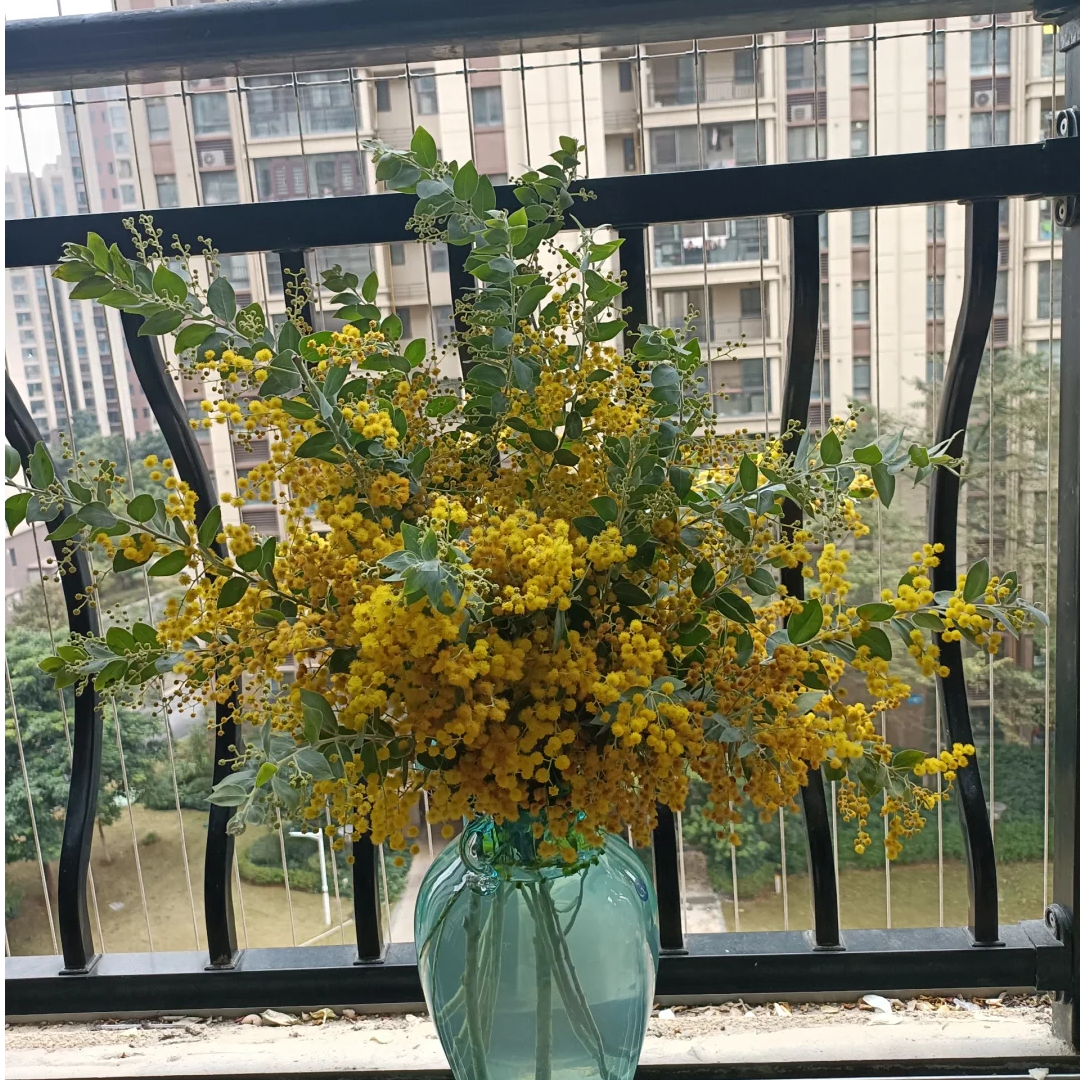 【全疆京东包邮】金合欢一把