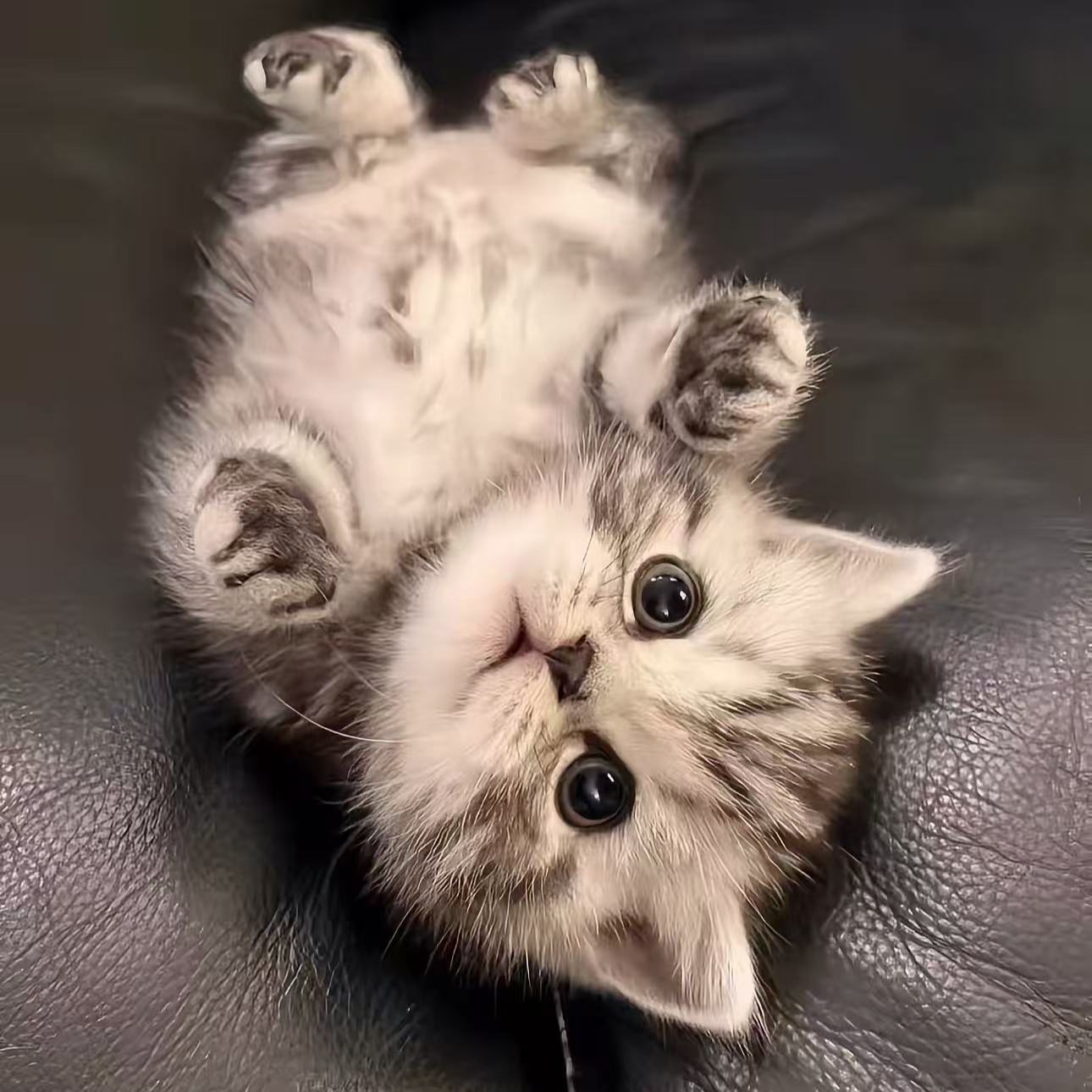 （喵趣）多种品种宠物猫售卖包含美短英短布偶狸花猫等