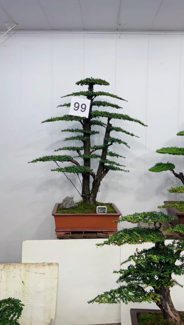 无花朵造型盆景一物一拍