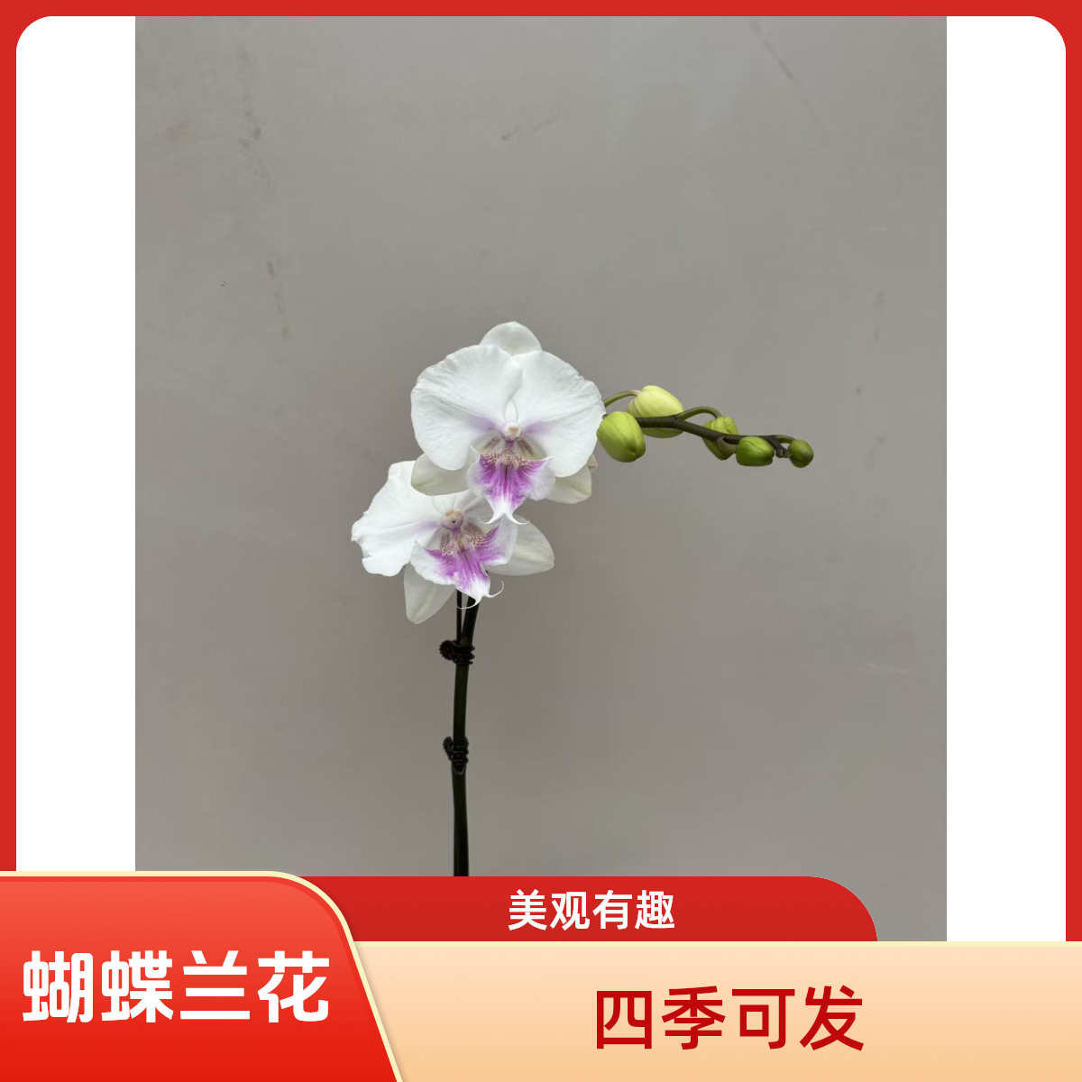 朝暮里蝴蝶兰【琉璃】3.0寸带花带花苞开花株发货