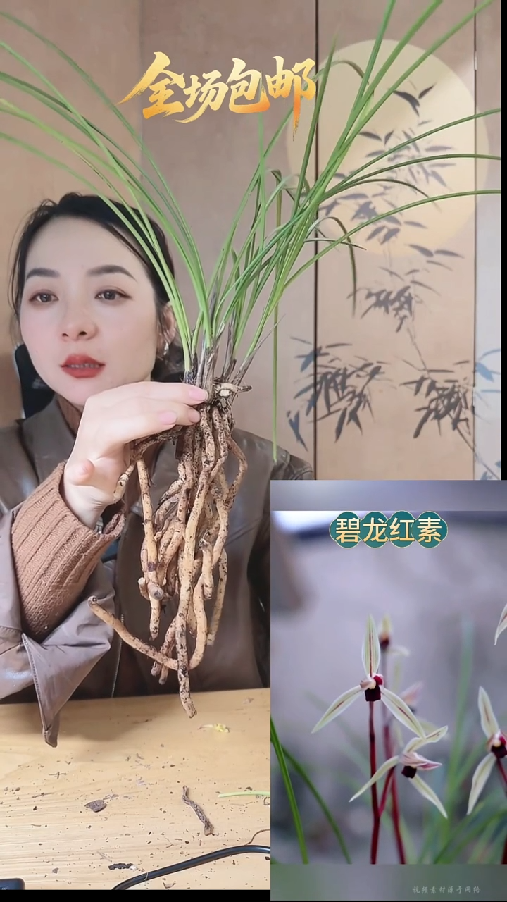 当前无花栽培后可以开花：碧龙红素