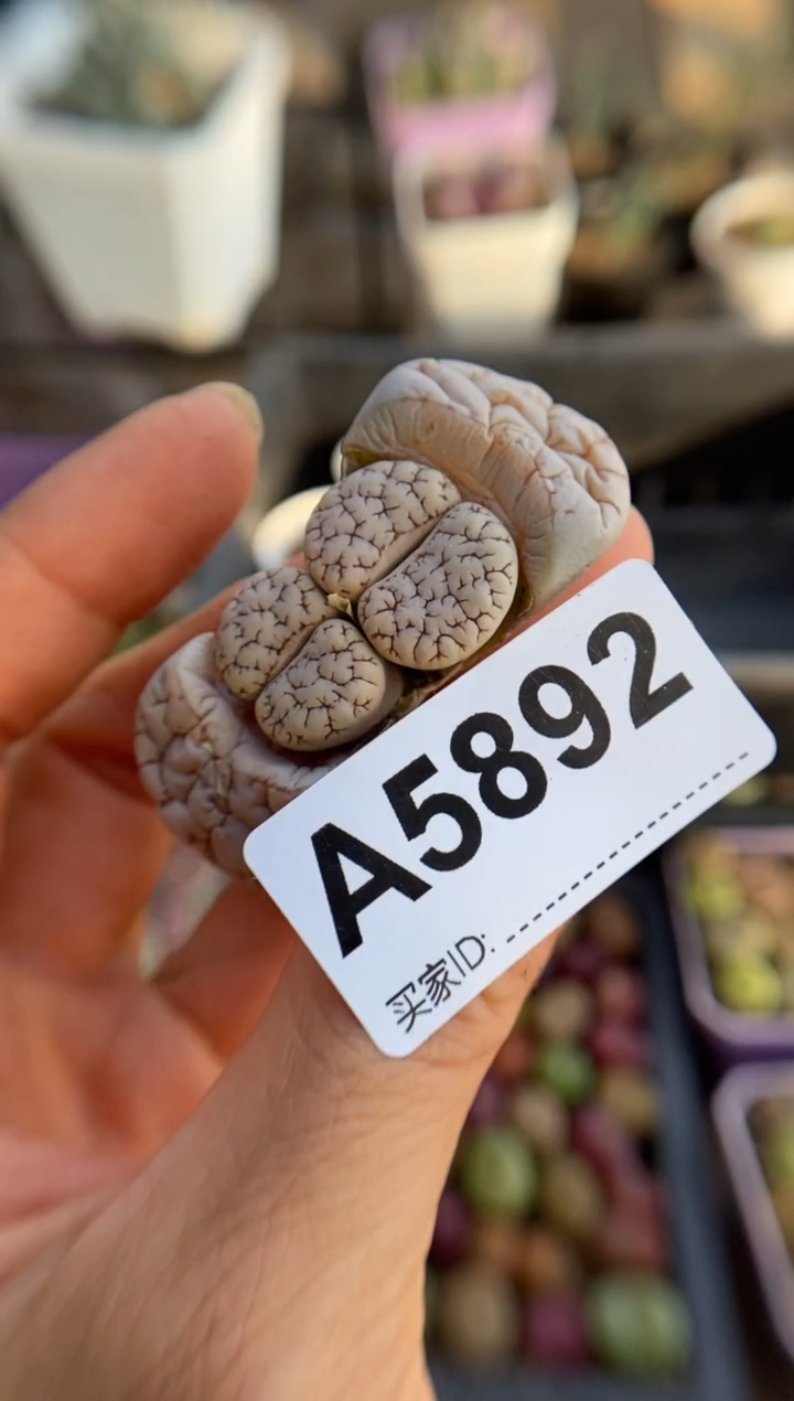 【闪购商品】5892直播一物一拍