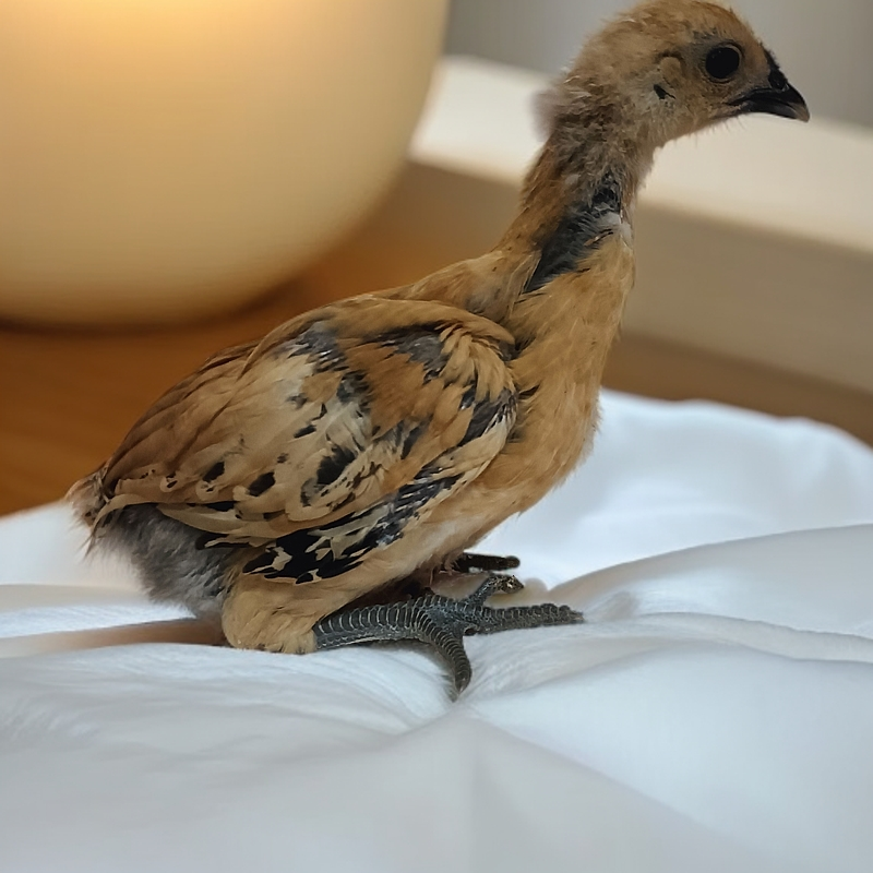 龙马高脚土鸡青年鸡童子鸡〈非种苗可活体发货〉