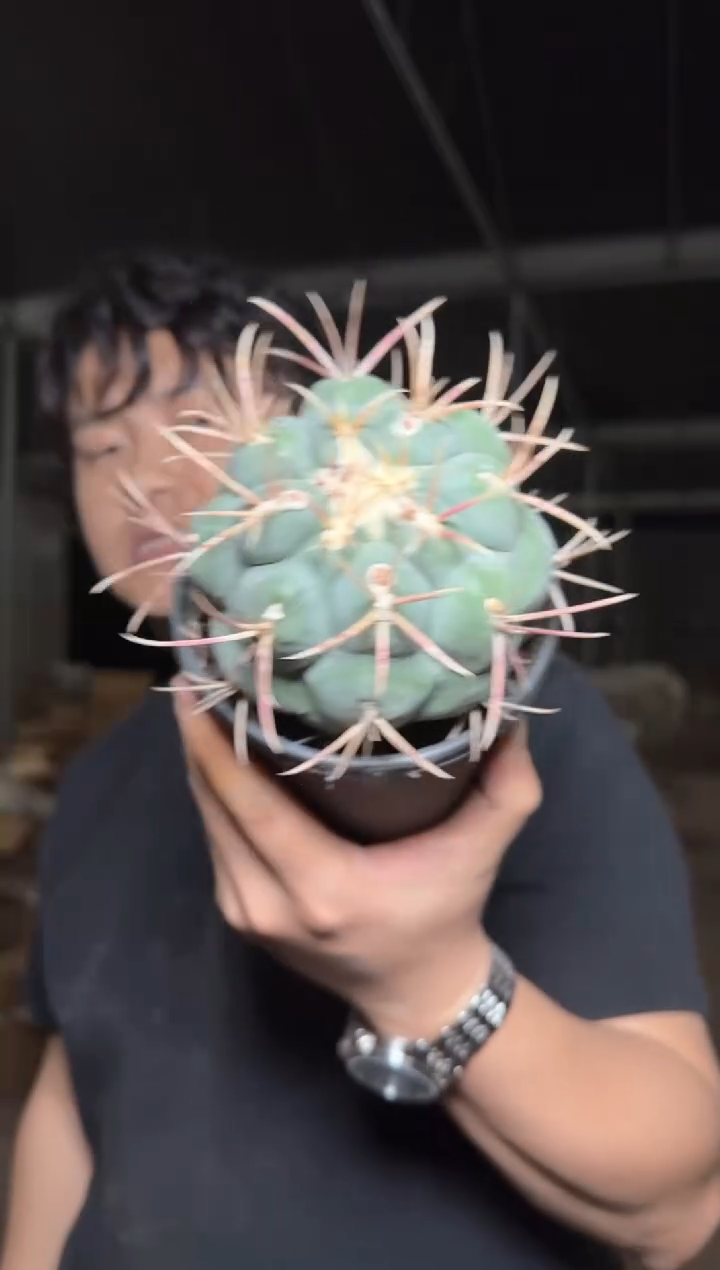 8-11cm 绯冠龙 带根