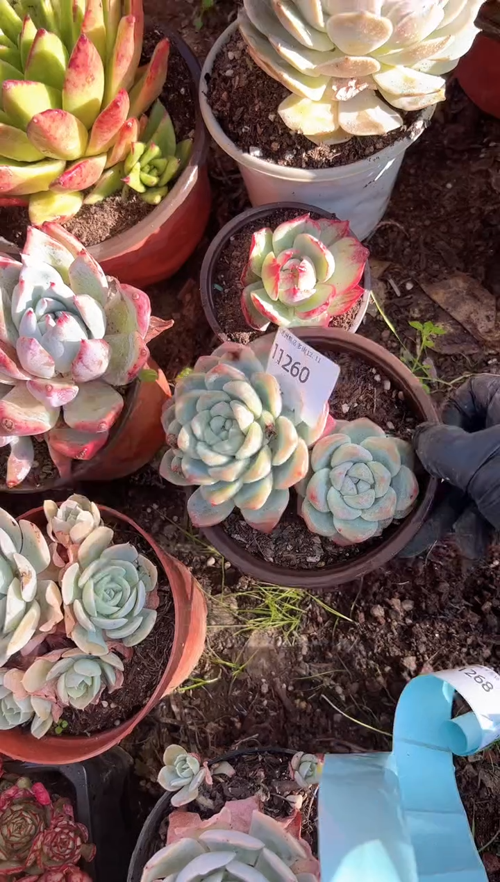 ?**?多肉植物一物一拍11260