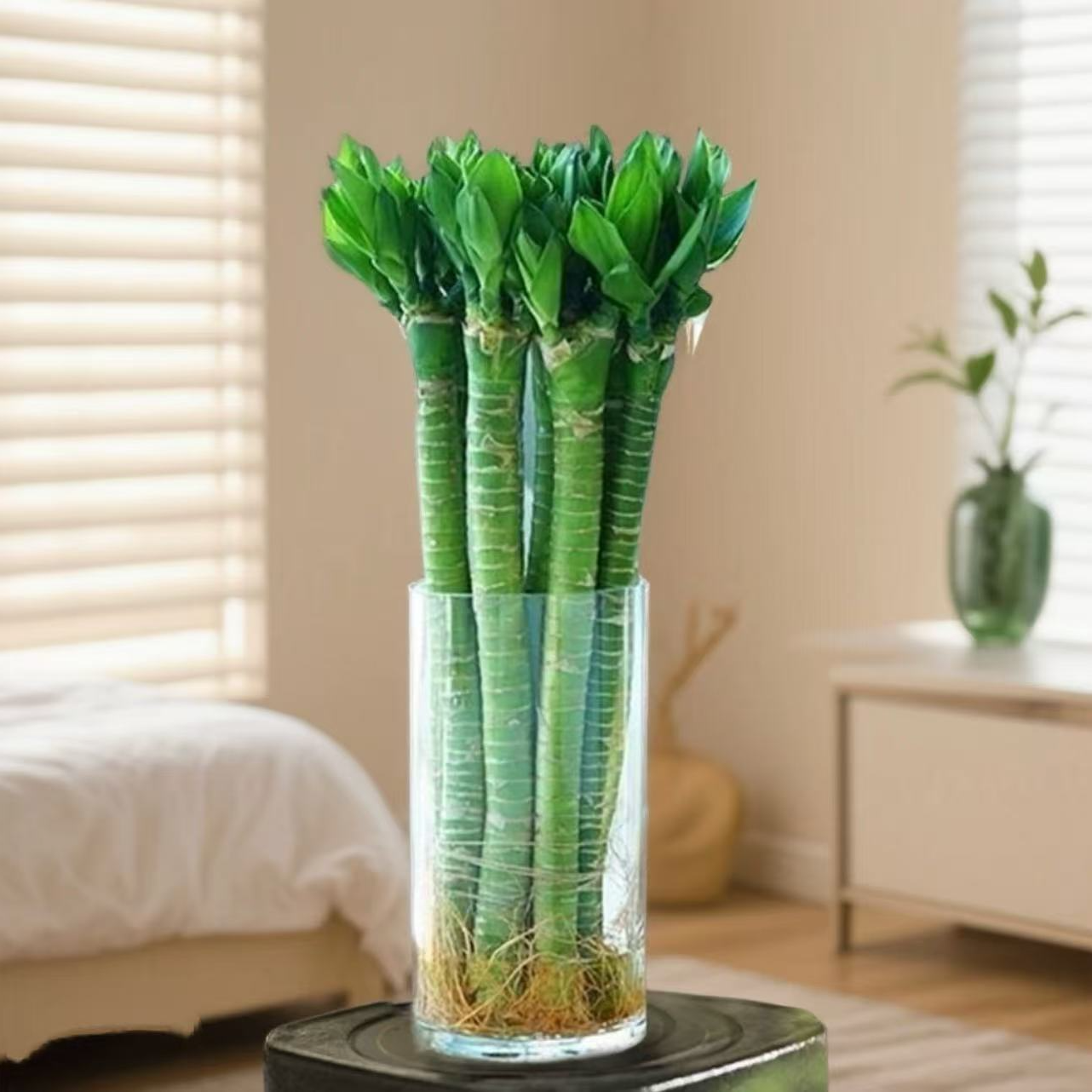 文昌助学文昌龙竹荷花观音竹带根基地直发品质保证苗情好室内绿植